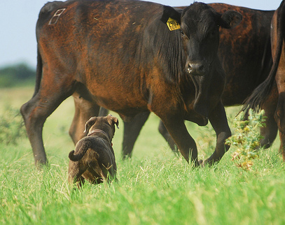 Blue Lacy facing a cow